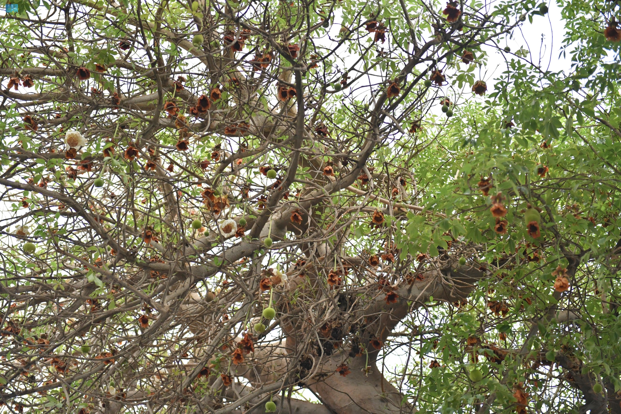 “الباوباب”.-قصة-شجرة-عمرها-150-عاماً-في-جدة